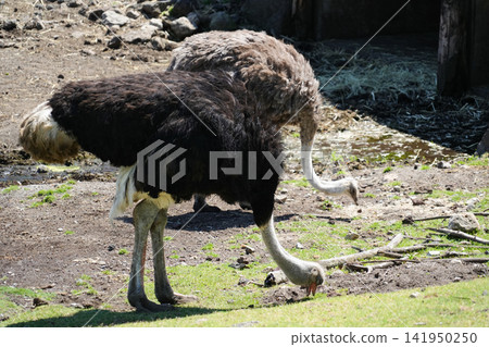 Shizuoka Prefecture, Higashiizu Town - Izu Animal Kingdom - Ostrich Shizuoka Prefecture, Higashiizu Town - Izu Animal Kingdom - Ostrich 141950250