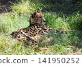 Cheetah at Izu Animal Kingdom, Higashiizu Town, Shizuoka Prefecture 141950252