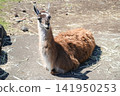 Llama (Llama) at Izu Animal Kingdom, Higashiizu Town, Shizuoka Prefecture 141950253