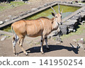 Izu Animal Kingdom, Higashiizu Town, Shizuoka Prefecture - Eland 141950254