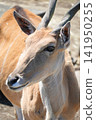 Izu Animal Kingdom, Higashiizu Town, Shizuoka Prefecture - Eland 141950255