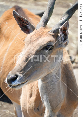 Izu Animal Kingdom, Higashiizu Town, Shizuoka Prefecture - Eland Izu Animal Kingdom, Higashiizu Town, Shizuoka Prefecture - Eland 141950255