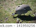 Guinea fowl (Tama-kei) at Izu Animal Kingdom, Higashiizu Town, Shizuoka Prefecture. 141950256