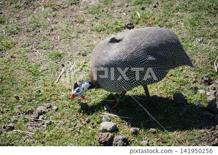 Guinea fowl (Tama-kei) at Izu Animal Kingdom, Higashiizu Town, Shizuoka Prefecture. Guinea fowl (Tama-kei) at Izu Animal Kingdom, Higashiizu Town, Shizuoka Prefecture. 141950256
