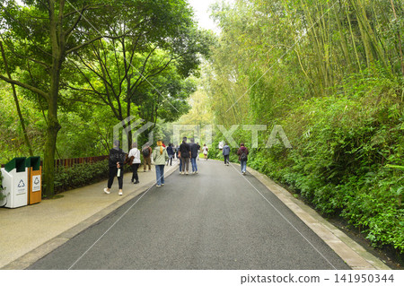 Chengdu, Sichuan, China - Oct 15,2024 : People visiting The Chengdu Research Base of Giant Panda Breeding in Chengdu, Sichuan, China on Oct 15,2024. Chengdu, Sichuan, China - Oct 15,2024 : People visiting The Chengdu Research Base of Giant Panda Breeding in Chengdu, Sichuan, China on Oct 15,2024. 141950344