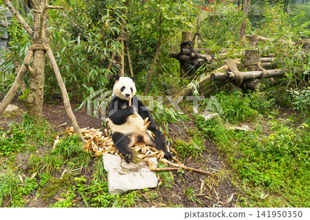 Pandas enjoying eating bamboo in Chengdu Research Base. Panda Bear park in Chengdu, China Pandas enjoying eating bamboo in Chengdu Research Base. Panda Bear park in Chengdu, China 141950350