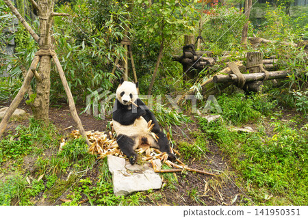 Pandas enjoying eating bamboo in Chengdu Research Base. Panda Bear park in Chengdu, China Pandas enjoying eating bamboo in Chengdu Research Base. Panda Bear park in Chengdu, China 141950351