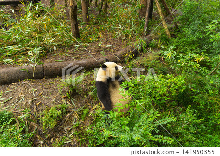 Pandas enjoying eating bamboo in Chengdu Research Base. Panda Bear park in Chengdu, China Pandas enjoying eating bamboo in Chengdu Research Base. Panda Bear park in Chengdu, China 141950355