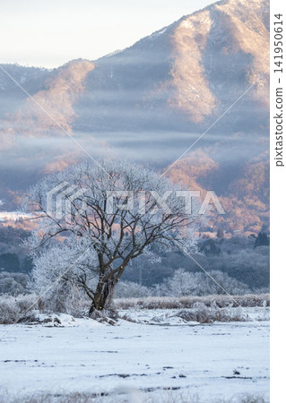 Frost (Hiruzen Plateau) Frost (Hiruzen Plateau) 141950614