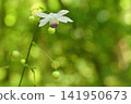 Anemonopsis艽一個車輪 141950673