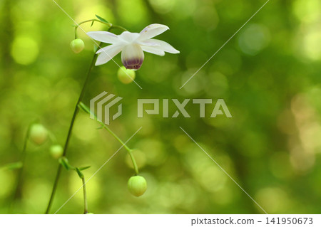 Anemonopsis艽一個車輪 141950673