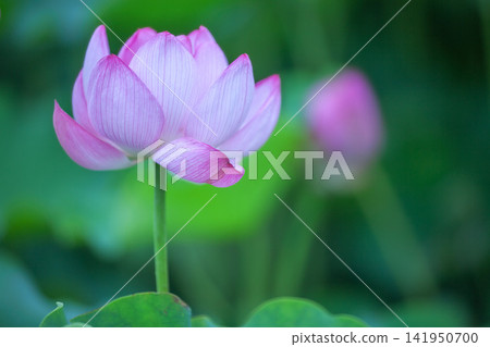 一朵蓮花 一朵蓮花 141950700