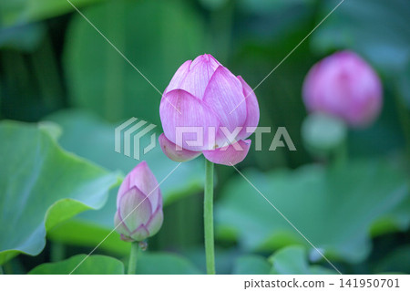 一朵蓮花 一朵蓮花 141950701