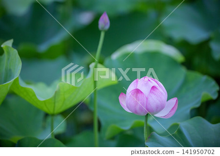 A lotus A lotus 141950702