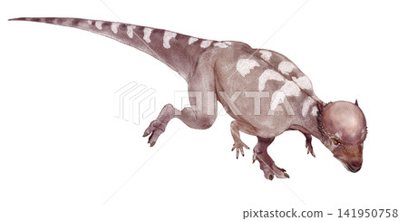Acrotorus (high-headed dinosaur) is a small pachycephalocephalus belonging to the family Pachycephalosauridae. It has a small, thick head. Acrotorus (high-headed dinosaur) is a small pachycephalocephalus belonging to the family Pachycephalosauridae. It has a small, thick head. 141950758