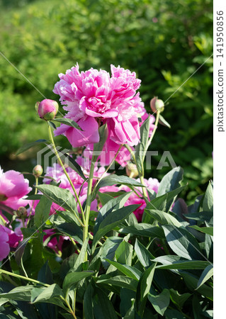 Pink Peony Flower in Bloom in the Garden Pink Peony Flower in Bloom in the Garden 141950856