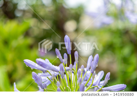 藍色百子蓮 藍色百子蓮 141950880