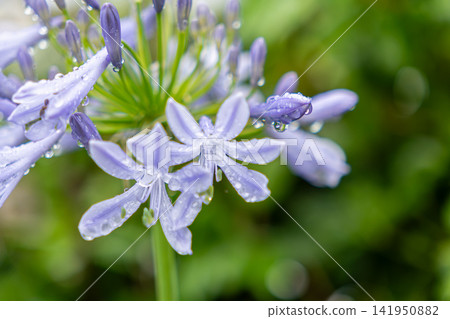 百子蓮濕潤了雨 百子蓮濕潤了雨 141950882