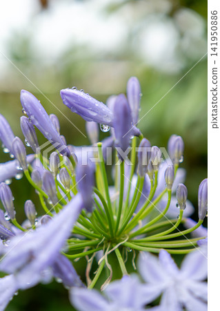 Agapanthus wet to the rain 141950886