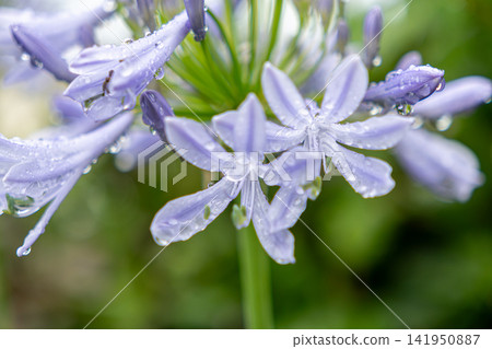Agapanthus wet to the rain Agapanthus wet to the rain 141950887