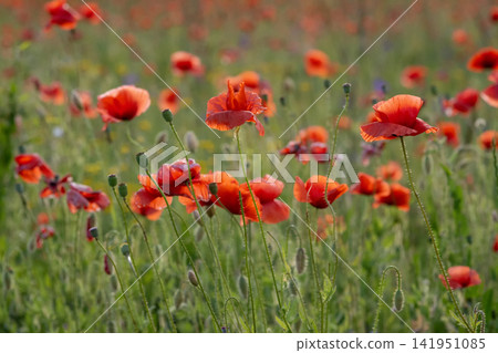 Field of vibrant red poppies in full bloom Field of vibrant red poppies in full bloom 141951085
