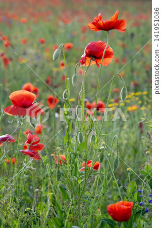 Close-up of vibrant red poppies in a wildflower meadow Close-up of vibrant red poppies in a wildflower meadow 141951086