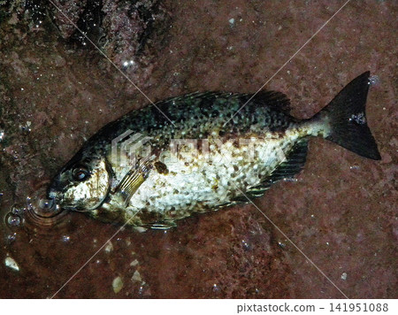 岸釣時意外捕獲的兔魚 141951088