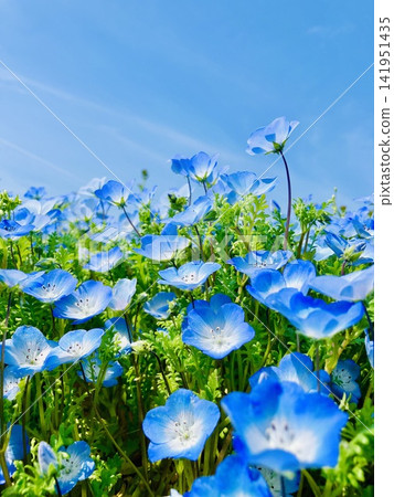 蔚藍的春日天空與粉紅蝶花 蔚藍的春日天空與粉紅蝶花 141951435