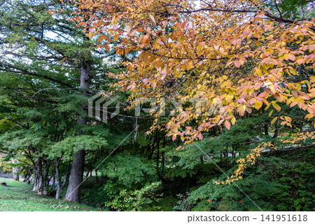 Early autumn forest with trees beginning to change color (horizontal composition, low angle) Early autumn forest with trees beginning to change color (horizontal composition, low angle) 141951618