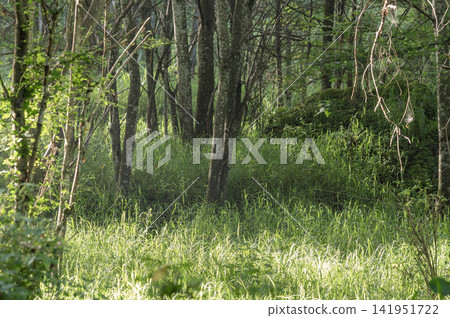 The morning light softly filters through the deep green forest of summer. The morning light softly filters through the deep green forest of summer. 141951722
