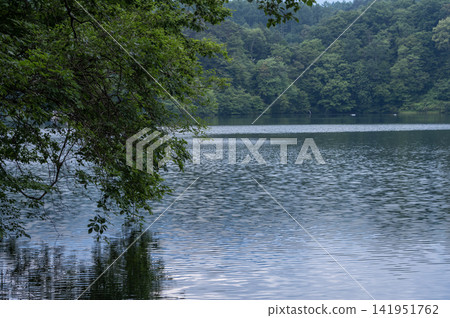 夏天,鮮嫩的綠色枝葉垂落在平靜的松原湖面上。 夏天,鮮嫩的綠色枝葉垂落在平靜的松原湖面上。 141951762