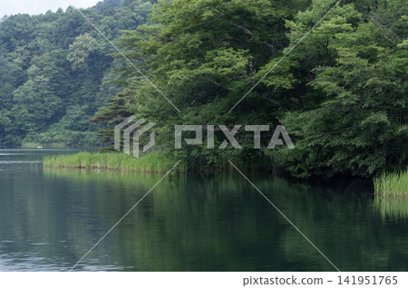 夏季的松原湖景色優美,湖面倒映著鬱鬱蔥蔥的森林和清新的綠色植物。 夏季的松原湖景色優美,湖面倒映著鬱鬱蔥蔥的森林和清新的綠色植物。 141951765