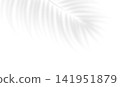 Transparent tropic palm leaves shadow and natural lightning. Transparent shadow overlay effect realistic tropical palm branch. Vector illustration 141951879