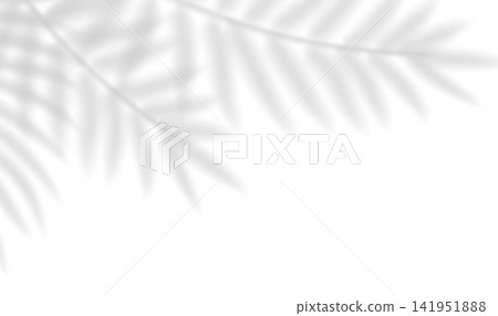 Soft transparent shadow overlay effect tropical leaves. Realistic blurred shadow of palm branch. Mockup of transparent tropic fern leaves shadow and natural lightning. Vector illustration 141951888