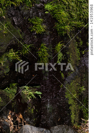 Water flows down the fern-covered rock face of Takachiho Gorge. Water flows down the fern-covered rock face of Takachiho Gorge. 141953968