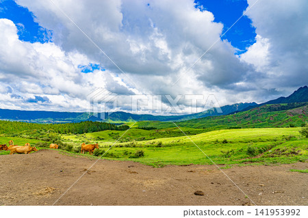 Cows grazing beneath the clouds of the Aso Plateau Cows grazing beneath the clouds of the Aso Plateau 141953992