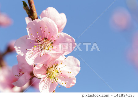 Blooming peach blossoms against a clear blue spring sky Blooming peach blossoms against a clear blue spring sky 141954153