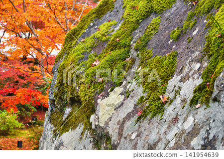 Kyoto, Hogon-in Temple, Shishiku Garden, beautiful autumn foliage (Ukyo-ku, Kyoto City, Kyoto Prefecture) Kyoto, Hogon-in Temple, Shishiku Garden, beautiful autumn foliage (Ukyo-ku, Kyoto City, Kyoto Prefecture) 141954639
