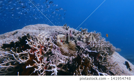 A pair of tomato clownfish (Amphiprion frenatus) inhabiting a colony of bubble tip anemone (Entacmaea quadricolor) in a cavity of a giant brain coral (Pseudodiploria strigosa). Dauin, Philippines A pair of tomato clownfish (Amphiprion frenatus) inhabiting a colony of bubble tip anemone (Entacmaea quadricolor) in a cavity of a giant brain coral (Pseudodiploria strigosa). Dauin, Philippines 141954748