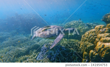 Green sea turtle (Chelonia mydas) with two live sharksucker remora (Echeneis naucrates) on its shell gliding over a coral reef, showcasing symbiosis and biodiversity. Dauin, Philippines Green sea turtle (Chelonia mydas) with two live sharksucker remora (Echeneis naucrates) on its shell gliding over a coral reef, showcasing symbiosis and biodiversity. Dauin, Philippines 141954753