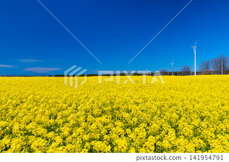 Yokohama Town, Kamikita District, Aomori Prefecture: A view of a canola flower field in full bloom and wind turbines, a famous spot for canola blossoms. Yokohama Town, Kamikita District, Aomori Prefecture: A view of a canola flower field in full bloom and wind turbines, a famous spot for canola blossoms. 141954791