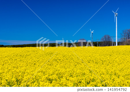 Yokohama Town, Kamikita District, Aomori Prefecture: A view of a canola flower field in full bloom and wind turbines, a famous spot for canola blossoms. 141954792