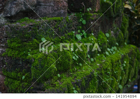 Faith shrouded in green lush grass and moss of Buddhist pagoda at Wat Tham Pla in Northern Thailand Faith shrouded in green lush grass and moss of Buddhist pagoda at Wat Tham Pla in Northern Thailand 141954894
