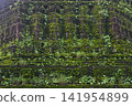 Faith shrouded in green lush grass and moss of Buddhist pagoda at Wat Tham Pla in Northern Thailand 141954899