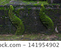 Naka shrouded in green lush grass and moss of Buddhist pagoda at Wat Tham Pla in Northern Thailand 141954902