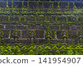 The faith shrouded in green at the Buddhist temple. 141954907