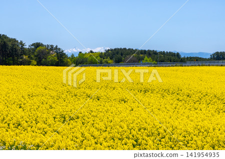 Yokohama Town, Kamikita District, Aomori Prefecture: A field of rapeseed flowers in full bloom at a famous rapeseed flower spot, with snow-capped mountains visible in the distance. Yokohama Town, Kamikita District, Aomori Prefecture: A field of rapeseed flowers in full bloom at a famous rapeseed flower spot, with snow-capped mountains visible in the distance. 141954935
