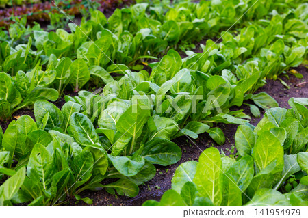 Rows of ripe chard in greenhouse Rows of ripe chard in greenhouse 141954979