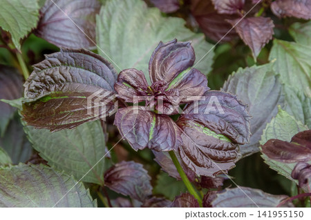 紫蘇,常被稱為日本草藥,是一種屬於唇形科(Lamiaceae)的芳香一年生草本植物(唇形科,紫蘇屬)。 紫蘇,常被稱為日本草藥,是一種屬於唇形科(Lamiaceae)的芳香一年生草本植物(唇形科,紫蘇屬)。 141955150