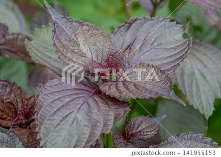 Perilla, often referred to as a Japanese herb, is an aromatic annual herb belonging to the Lamiaceae family (Lamiaceae family, Perilla genus). Perilla, often referred to as a Japanese herb, is an aromatic annual herb belonging to the Lamiaceae family (Lamiaceae family, Perilla genus). 141955151